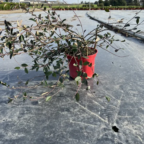 Cotonéaster laiteux