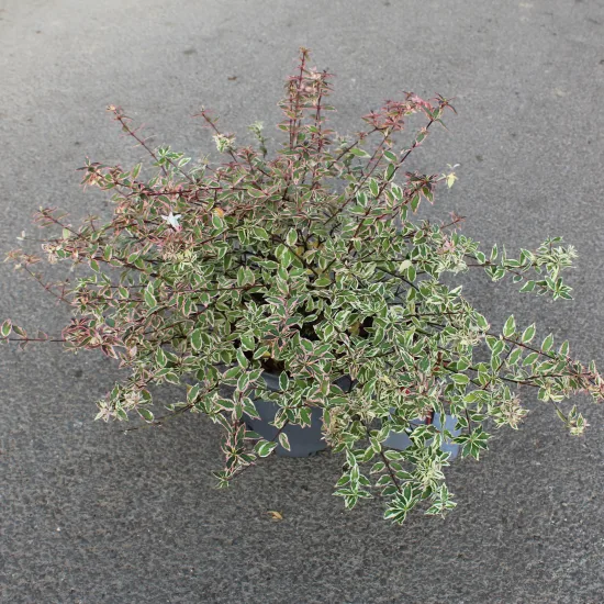 Abelia à grandes fleurs Hopleys