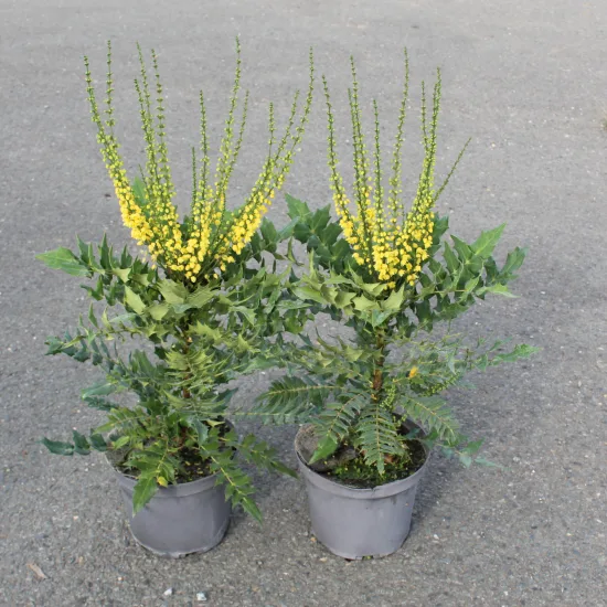 Mahonia 'Winter sun'