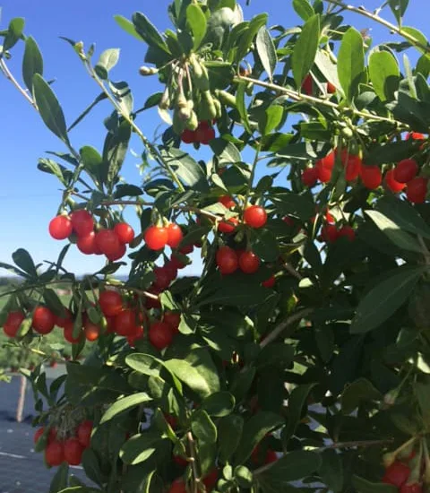 Goji