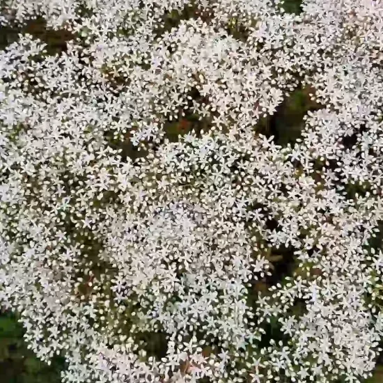 Sédum blanc ' '