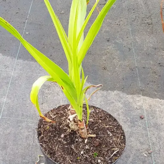 Crinole de powell 'Rosea'