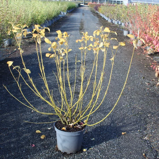 Cornouiller soyeux 'Flaviramea'