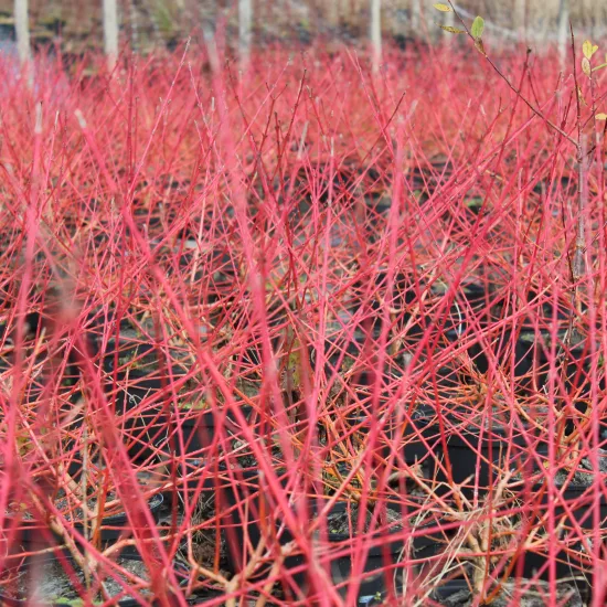Cornouiller sanguin 'Midwinter fire'