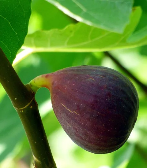 Figuier violette de sollies