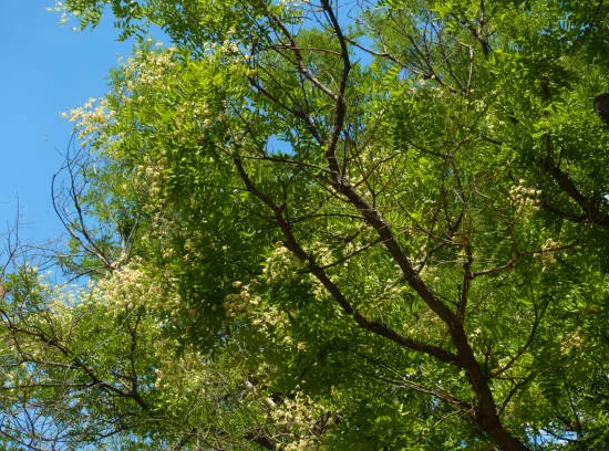 Arbre des pagodes