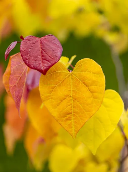 Gainier du canada 'Hearts of gold'