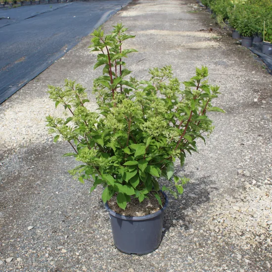 Hortensia paniculé 'Phantom'