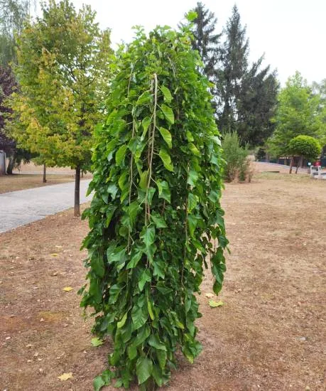 Mûrier pleureur 'Pendula'