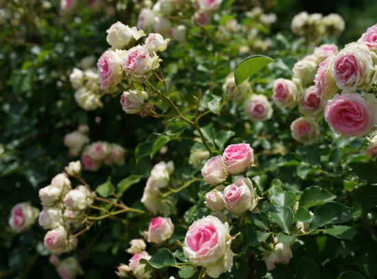 Rosier 'Mini pierre de ronsard '