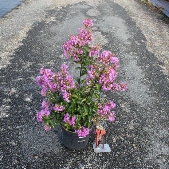 Lilas des indes 'Sweet lavender'