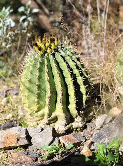 Cactus Féroce pottsii