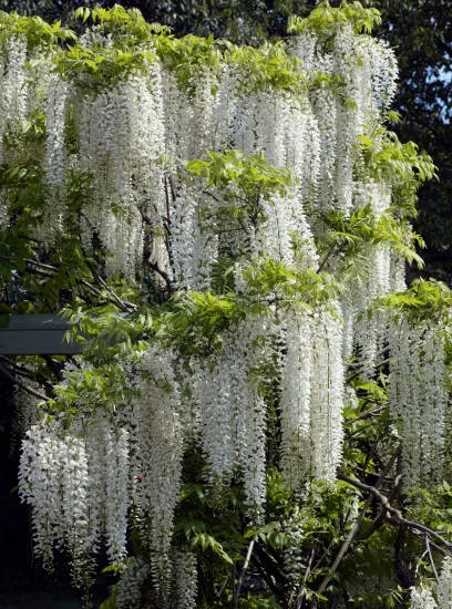 Glycine du Japon 'alba'