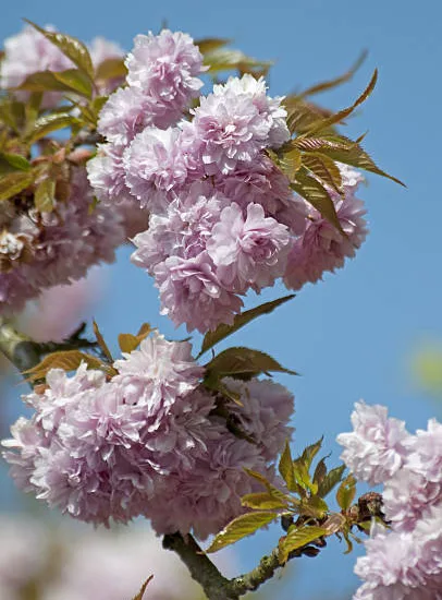 Cerisier du japon 'Kiku shidare zakura'