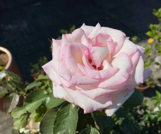 Rosier 'Ragazza '
