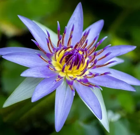 Nénuphar 'Colorata'