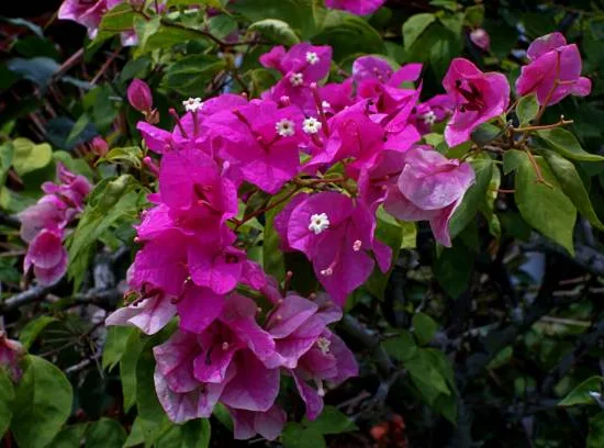 BOUGAINVILLEA glabra sanderiana