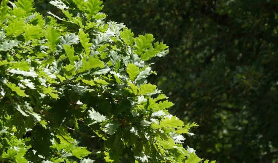 Chêne pédonculé 'Pedunculata'