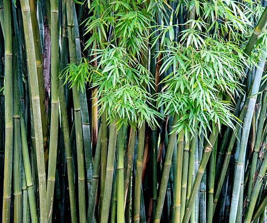 bambou flèche ou bambou métaké