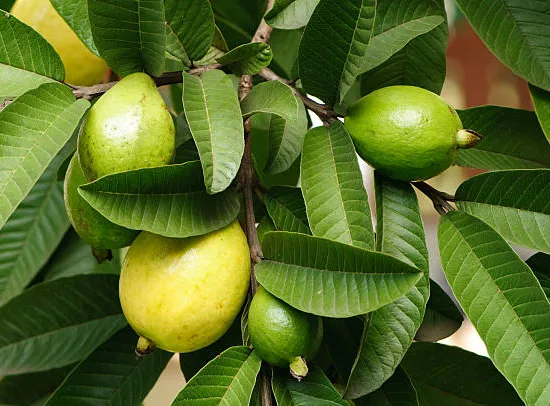 Goyavier citron