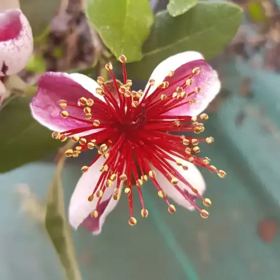Feijoa. goyavier du brésil 'Appolo'