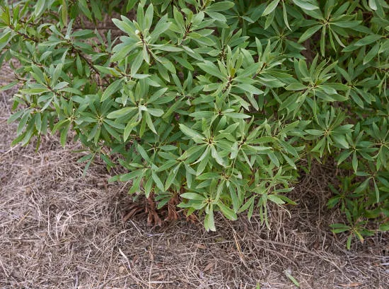 Myoporum parvifolium "Rose"