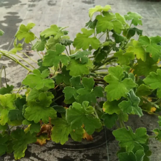 Géranium au parfum de menthe ' '
