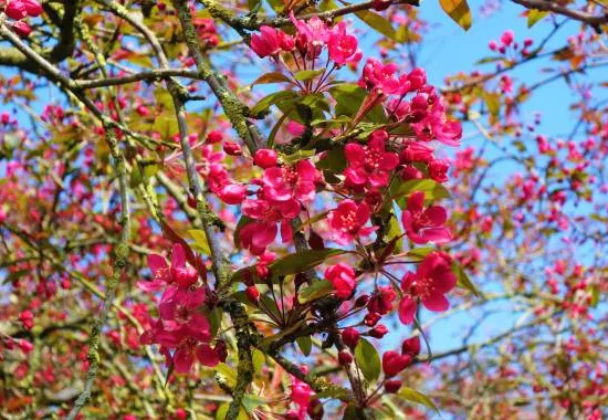 Pommier d'ornement 'Profusion'