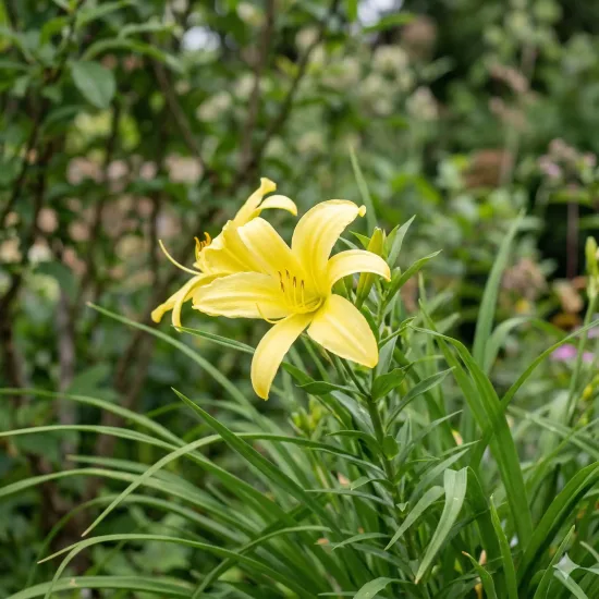Hémérocalle 'Citrina'