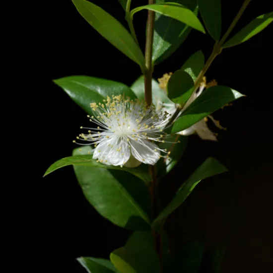 Myrte 'Tarentina'