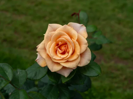 Rosier 'Sahara '