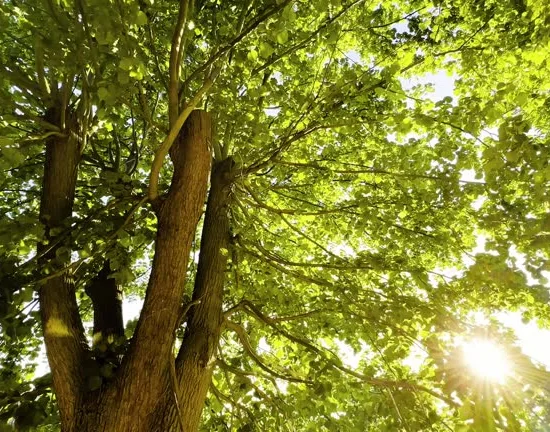 Tilleul à grandes feuilles