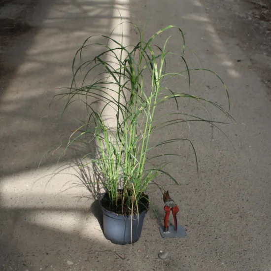 Miscanthus 'Little zebra'