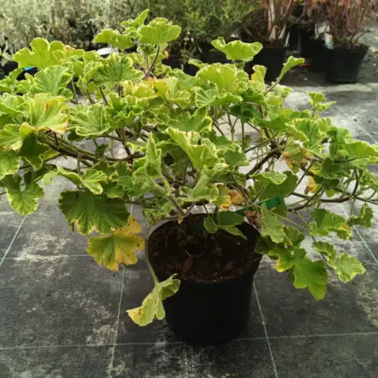 Géranium au parfum de citron 'Atomic snowflake'