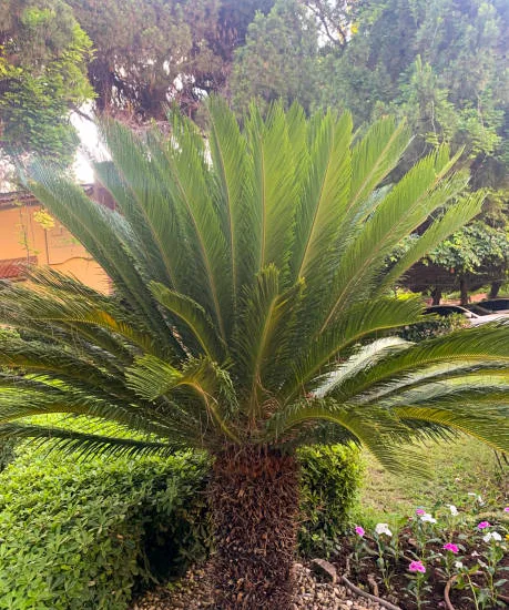 Cycas d'intérieur