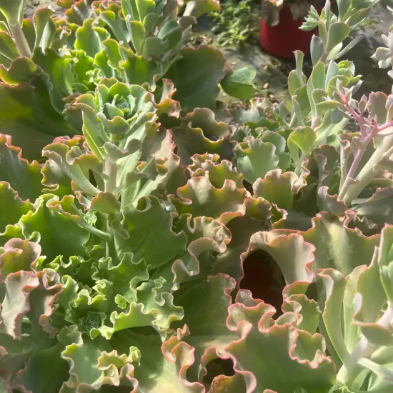 Echeveria 'Giant blue'