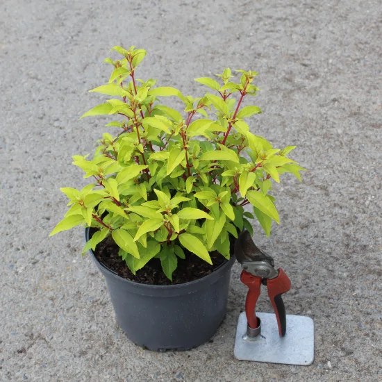 Fushia 'Genii'