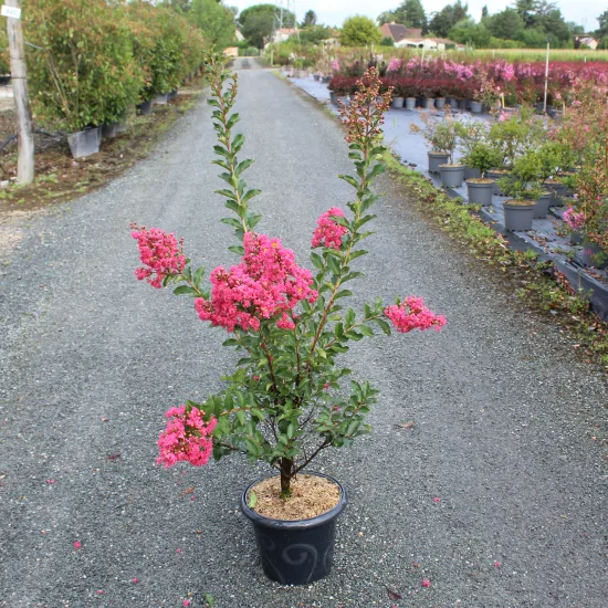 Lilas des indes 'Grand cru'