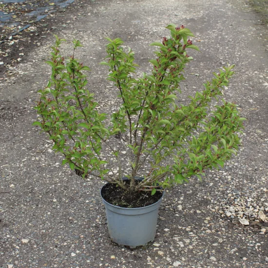 Weigelia 'Stelzneri rose'
