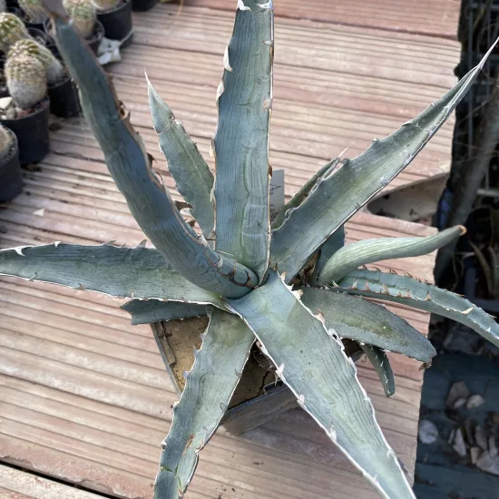 Agave  xylanocantha
