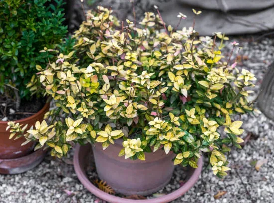 Fusain du Japon 'aurea' ou fusain vert