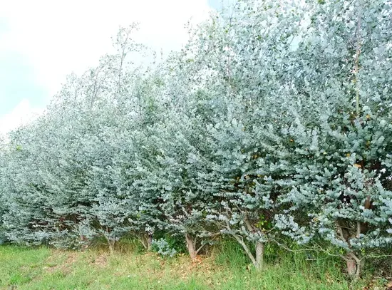 Eucalyptus à feuilles rondes 'Azura'