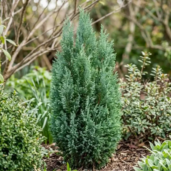 Cyprès de lawson 'Ellwoodii'
