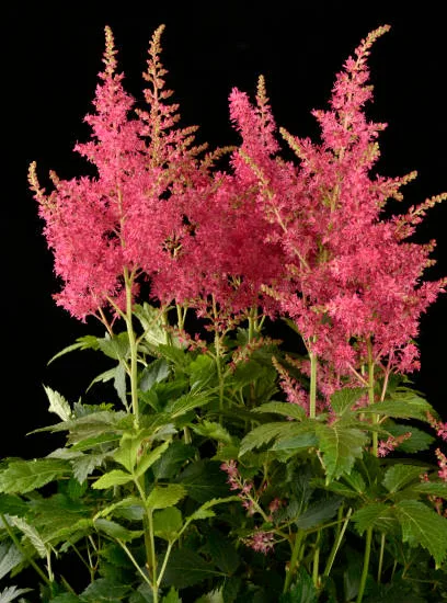 Astilbe 'Yunique red'