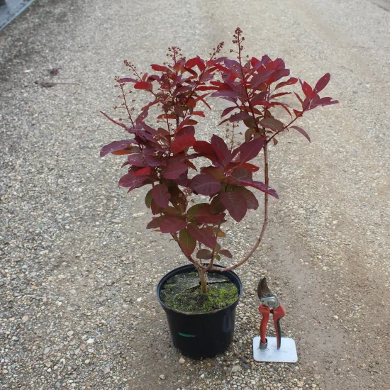 Arbre à perruque 'Grace'