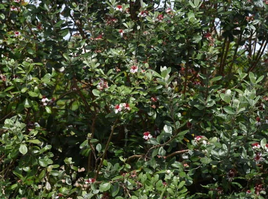 Feijoa 'Unique'