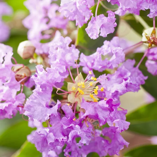 Lilas des indes 'Bonnet violet'