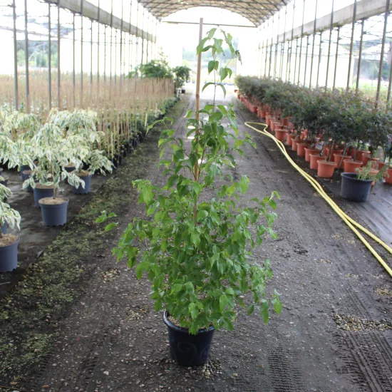 Cornouiller du japon 'Chinensis'