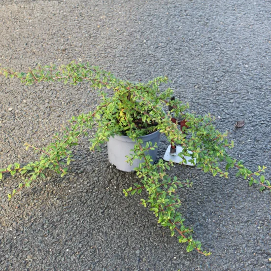 Cotonéaster 'Skogholm'