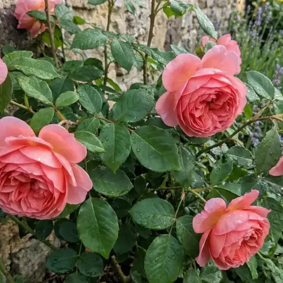 Rosier 'Boscobel '